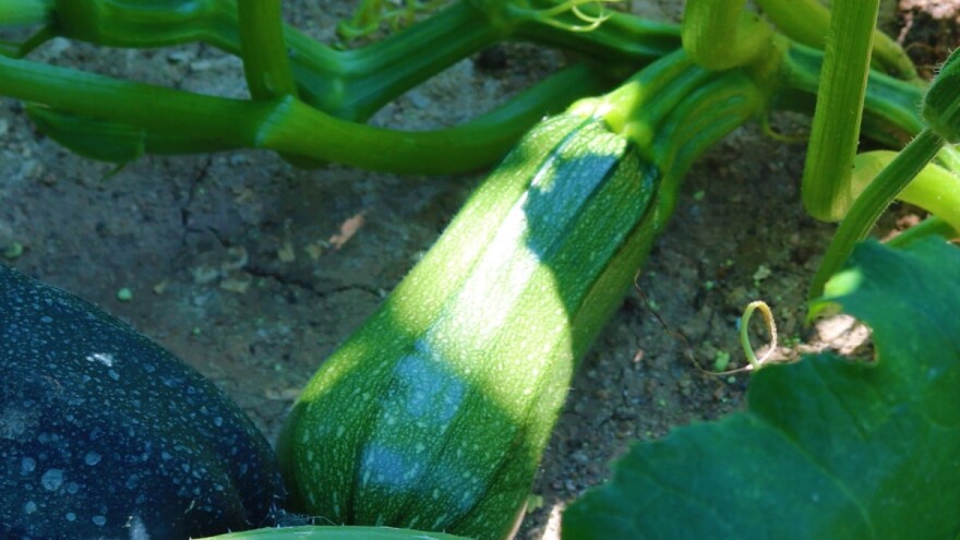 Kako gajiti tikvice bolonjeze