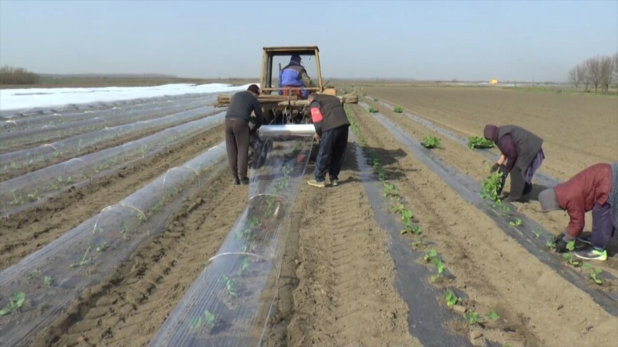 Šta ovih dana rade povrtari u Sremu? Kvalitetan rasad ključ visokog prinosa
