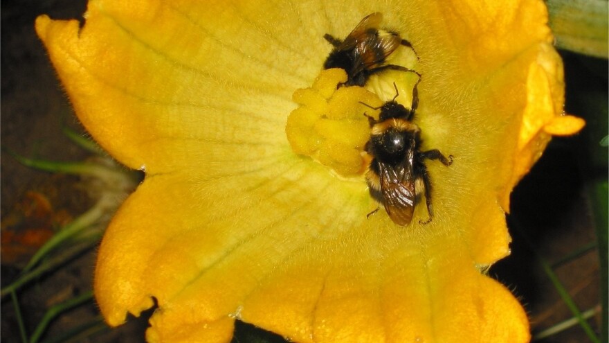 Pčele, bumbari i divlje cvijeće povećavaju prinos tikvica i ostalih tikvenjača