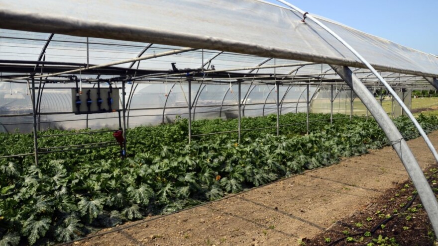 Koje su prednosti proizvodnje tikvica u zaštićenom prostoru