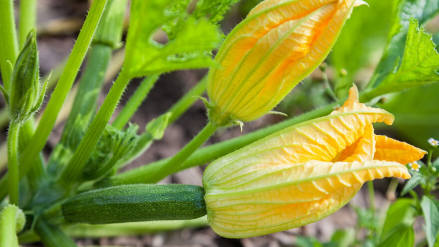 Pomozite im da se opraše i daju plodove