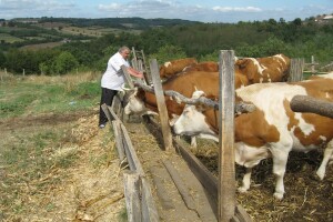 Koža i dlaka krava ogledalo zdravlja