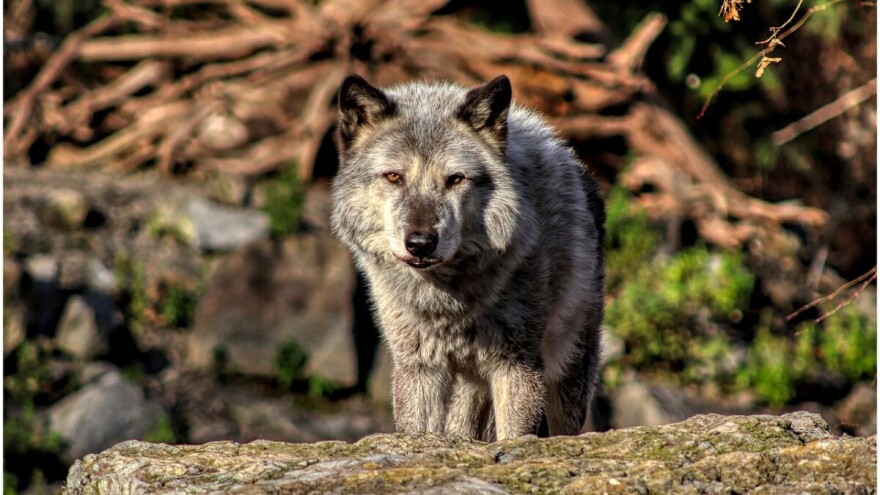 Vukovi rastrgali psa na farmi krava u Eminovom Selu