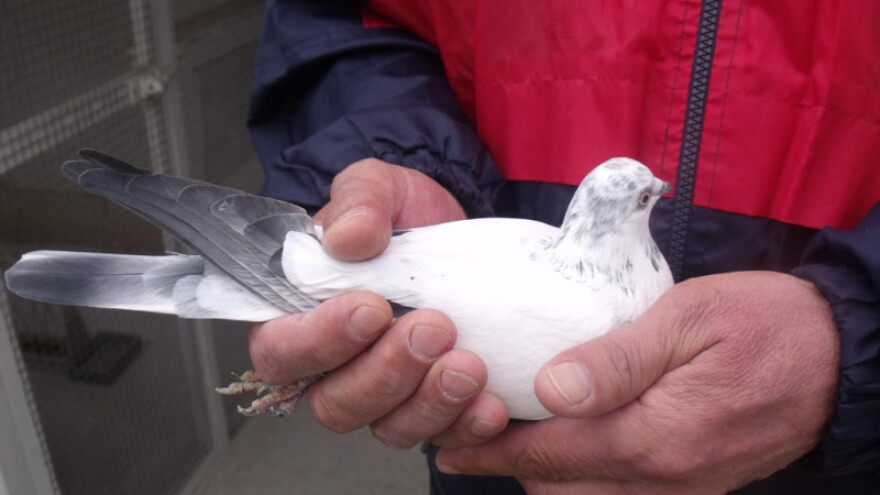 Golubovi Ivice Jakobovića prvaci Croatia tiplerskog saveza