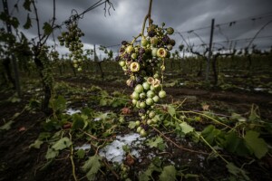 Tisno: olujno nevrijeme poharalo nasade