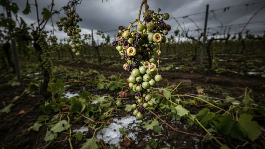 Tisno: olujno nevrijeme poharalo nasade