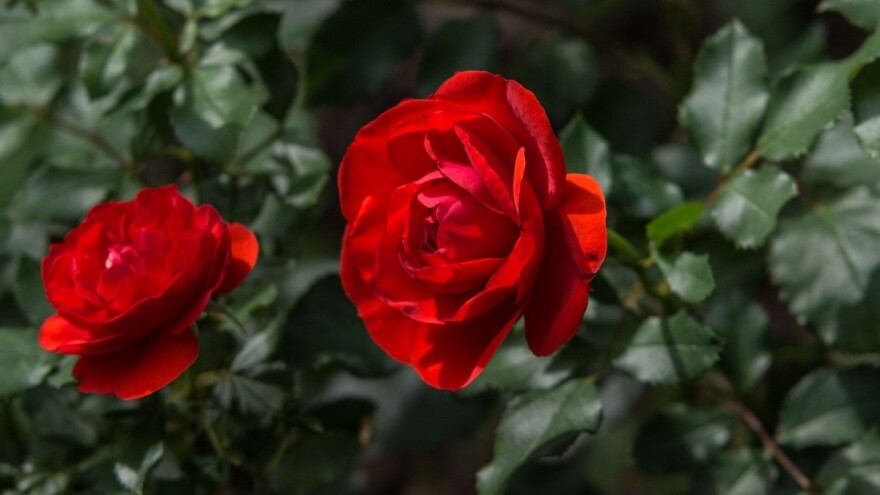 Titovo ime ispisano ružičnjakom u centru Zagreba