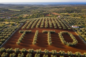 "Tito" maslinjak u Istri!