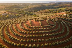 "Titove masline" u Istri!