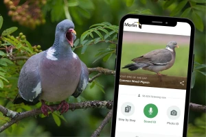 Tko to tamo pjeva? Aplikacija Merlin Bird ID prepoznaje pjev i izgled ptica