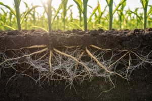 Tlo i mikorizne gljive