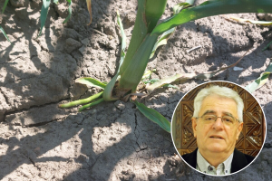 Tlo je suho, oborine ne očekujemo - navodnjavanje mora biti opcija