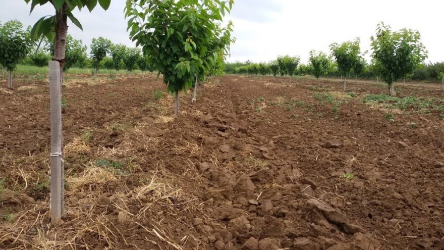 Na kakvim tlima je najbolje uzgajati trešnju?