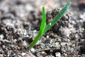 Promocija proizvoda iz linije Holcim Agrocal