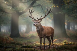Todorić prodaje lovno gospodarstvo Moslavina!
