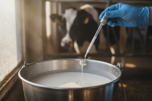 Toksično mlijeko: Povišen aflatoksin pronađen u 70 uzoraka