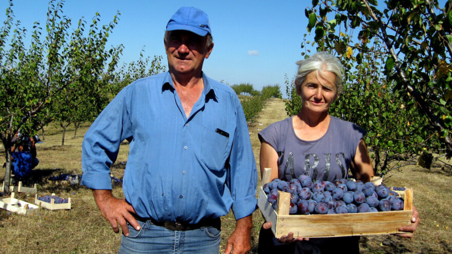 Ima najveći zasad šljiva u Srbiji - Tomino je celo brdo