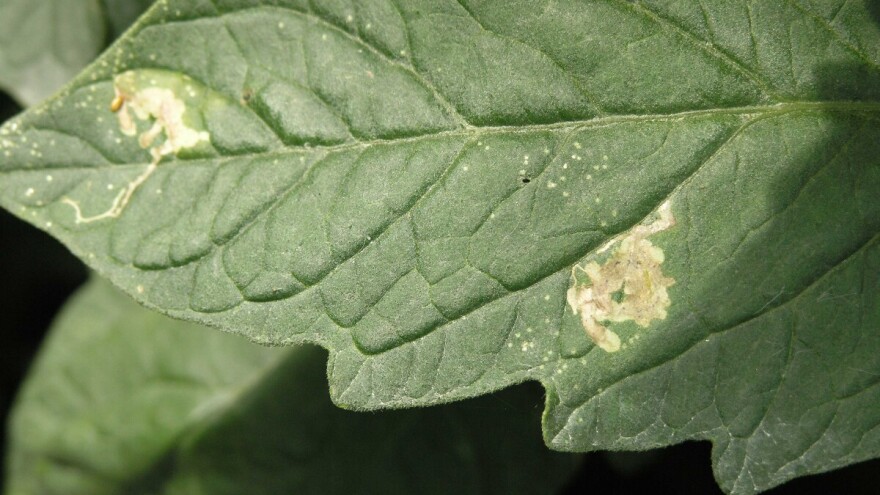 Lisni miner rajčice ugrožava čak 60% svjetske proizvodnje tog povrća