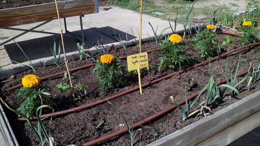 U Srbiji 'stidljivo' niču urbane bašte?