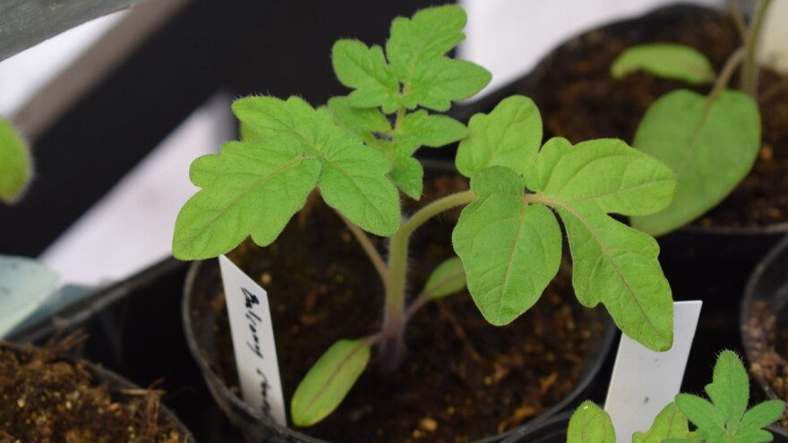 Festival bioraznolikosti: Treba spasiti preostalih 10% autohtonih sorti voća i povrća