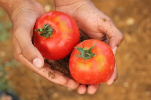 EFSA: Javno savjetovanje o procjeni kumulativnog rizika od pesticida u hrani