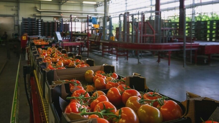 Rješavaju li sezonski prelevmani problem domaće proizvodnje povrća?