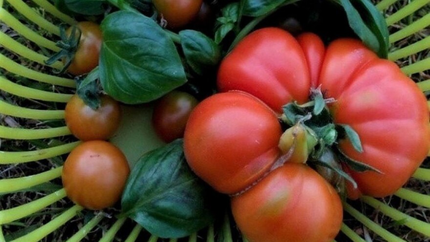 Osnovana Grupacija domaćih organskih proizvođača - strpljivo do većih površina