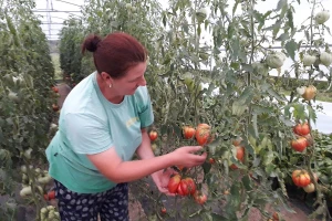 Azra Tihak: Iako imamo pune ruke posla, strahujemo za plasman povrća
