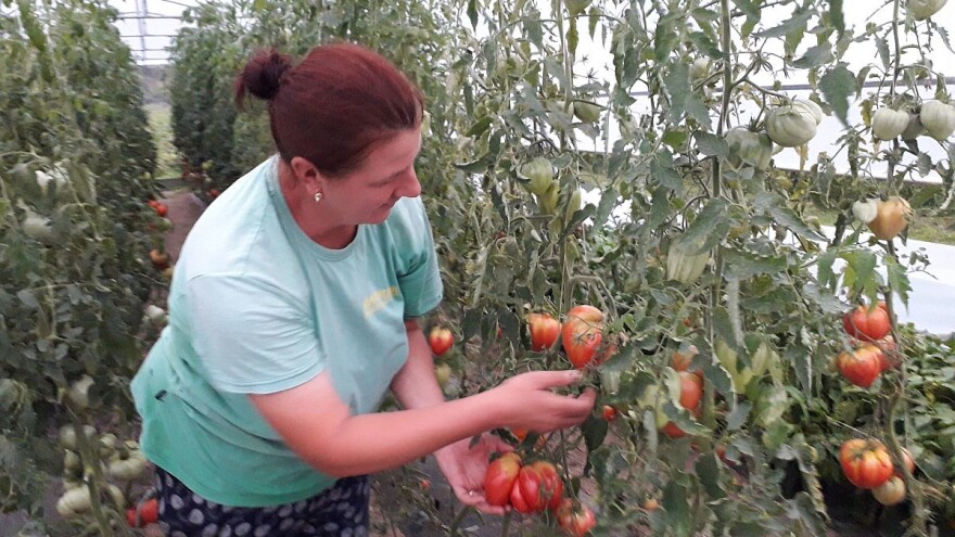 Azra Tihak: Iako imamo pune ruke posla, strahujemo za plasman povrća