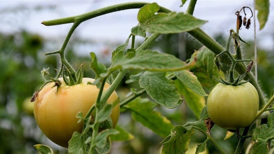 Rijetki su ove godine uspjeli održali rajčicu zdravom, kako prepoznati bolesti?