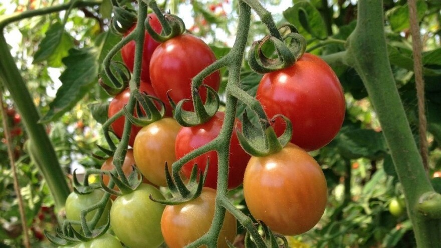 Mladi poljoprivrednici razvili kružni sistem: Zajedno uzgajaju povrće i kozice