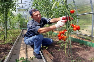 Pepino virus mozaika - opasnost za plasteničku proizvodnju paradajza