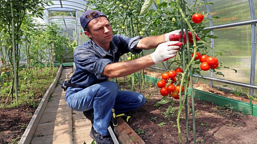 Pepino virus mozaika - opasnost za plasteničku proizvodnju paradajza