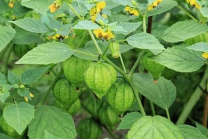 Tomatillo - zanimljivo povrće, još uvijek malo poznato kod nas