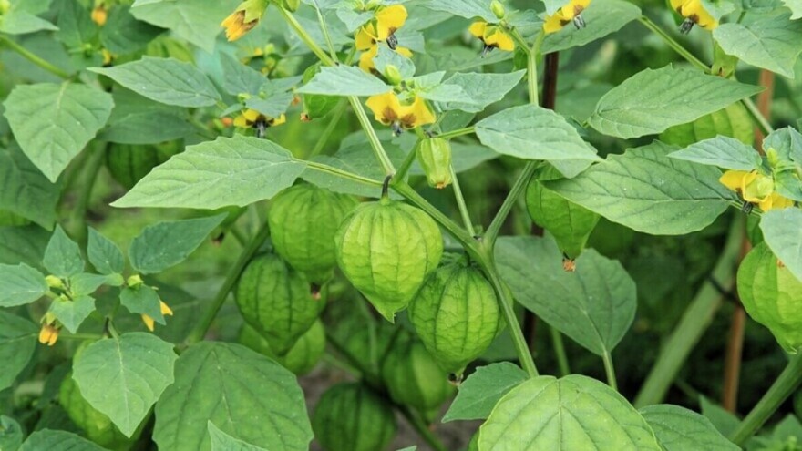 Tomatillo - zanimljivo povrće, još uvijek malo poznato kod nas