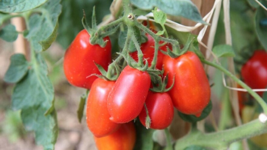 Paradajz Roma ili italijanska šljiva lako se uzgaja i na manjim prostorima