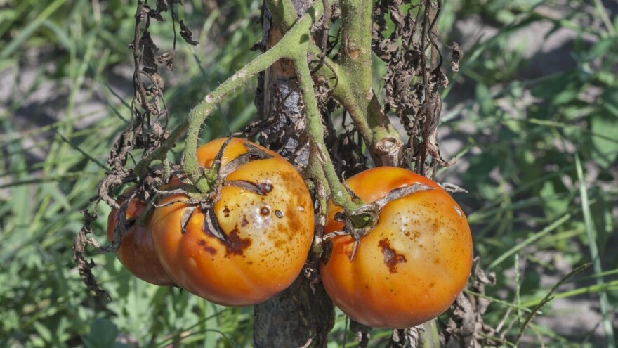 Moljac paradajza: Gusenice mogu u potpunosti da unište usev