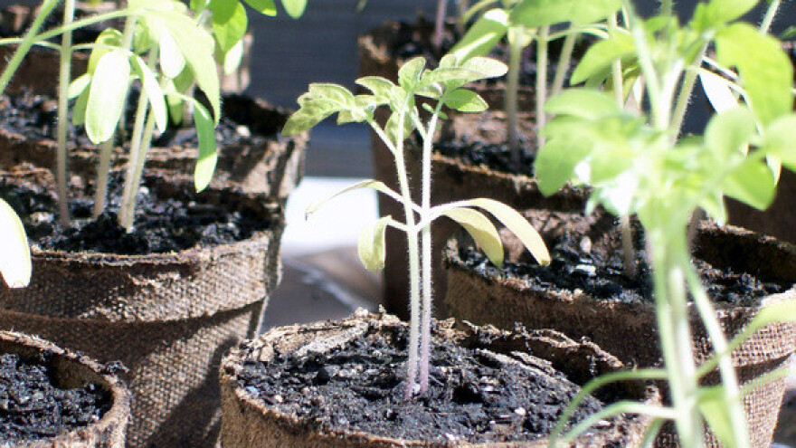 Kako proizvesti rasad povrća tehnikom pikiranja?