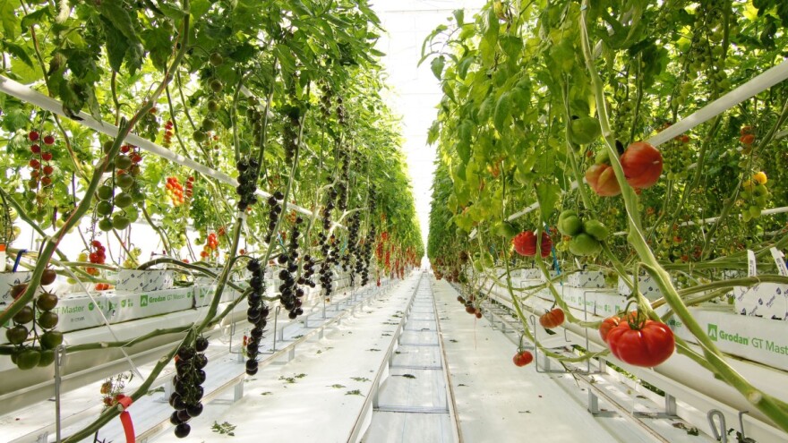 Syngenta ogledni centar "Tomato Vision" sa modernom tehnologijom i novim hibridima