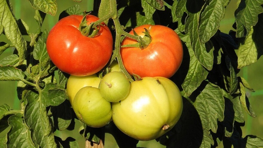 Ko su dobri, a ko loši susjedi paradajzu?