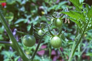 Traže se sadnice cherry paradajza, podloge za sadnice voća, a nudi kosilica...