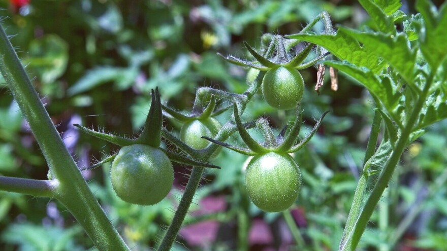 Traže se sadnice cherry paradajza, podloge za sadnice voća, a nudi kosilica...