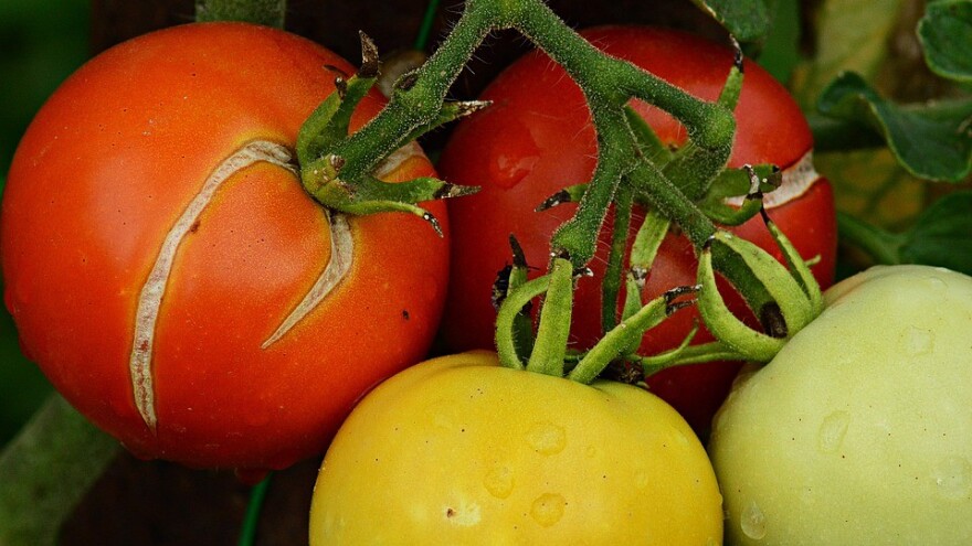 Pucanje, vršna trulež, mačje lice, šuplji plodovi - fiziološke promjene na plodu paradajza