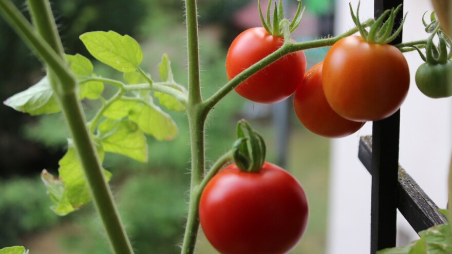 Oko 400 domaćinstava dobit će sve za uzgoj povrća na balkonu