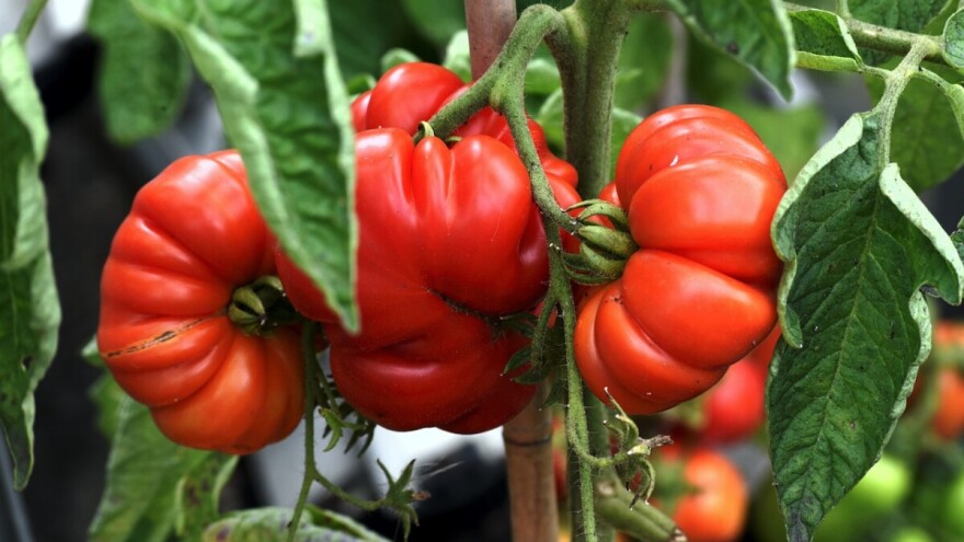 Potvrđena pojava visoko virulentnog virusa rajčice