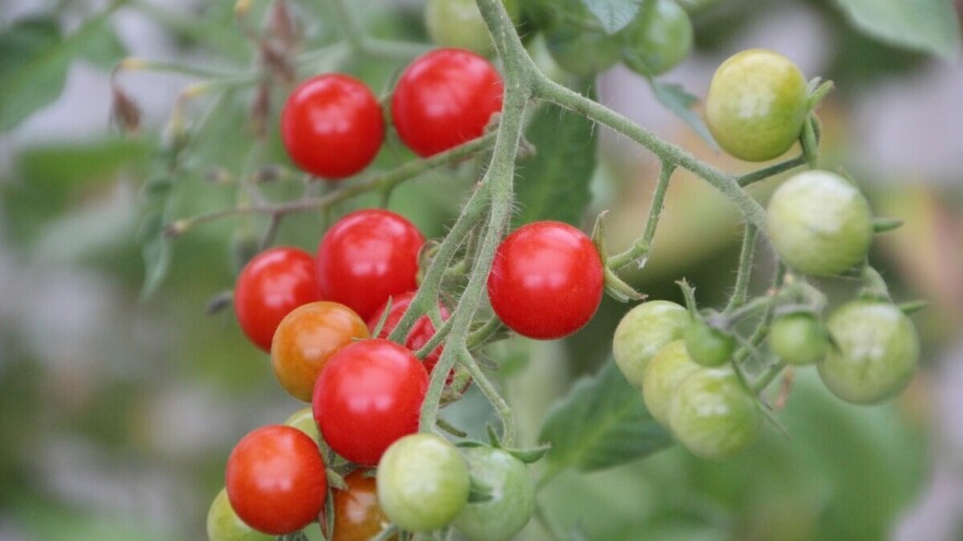 Astronauti bi uskoro mogli uzgajati paradajz u svemiru