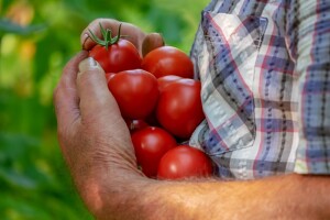 Syngenta predstavila Fruit Quality Contract, pomoć u planiranju programa zaštite voća i povrća