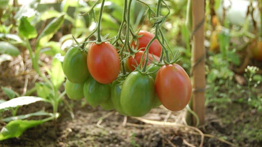 Dođite na predavanje za proizvođače povrća u zaštićenom prostoru