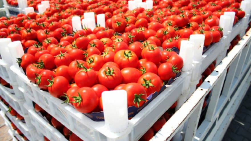 Otkad je u EU, Poljska izvozi duplo više rajčice