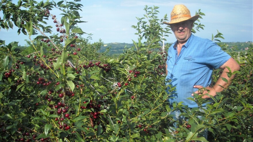 Koju srpsku višnju traži svetsko tržište i plaća više?